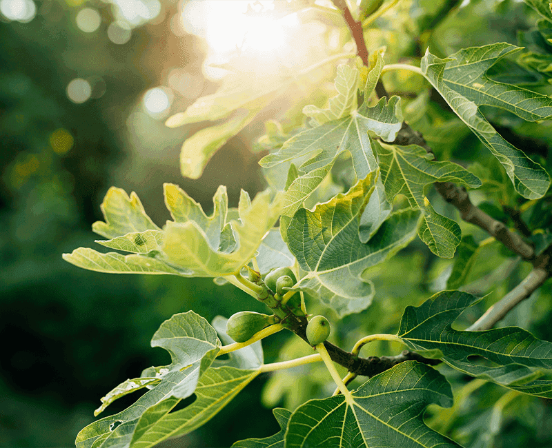 Avoid rescue steps that damage roots or fruiting wood Avoid rescue steps that damage roots or fruiting wood