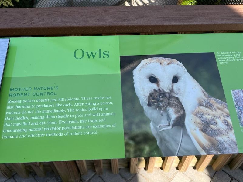 Avoid rodent poison where predators and pets can reach the prey