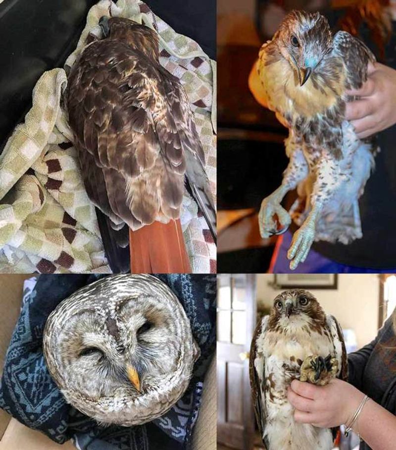 Avoid rodenticides that can expose the owl