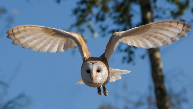 Avoid rodenticides where owls may feed