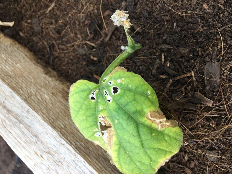 Avoid shortcuts that can worsen a cucumber bed