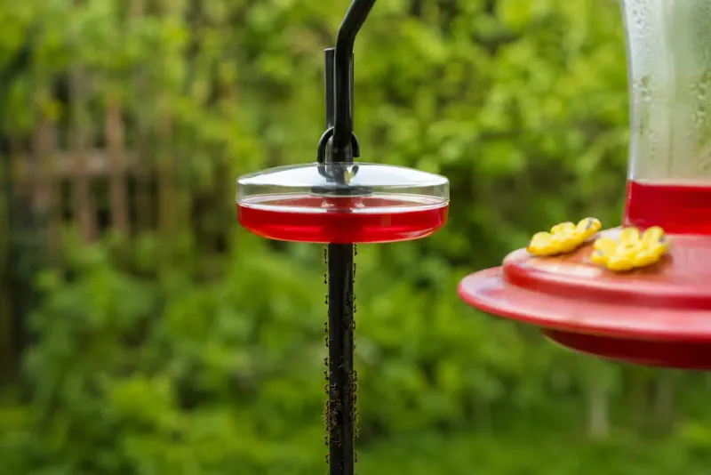 Avoid sticky barriers and pesticide sprays