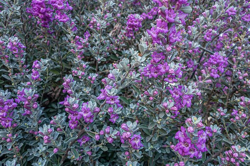 Avoiding overwatering helps established Texas sage perform