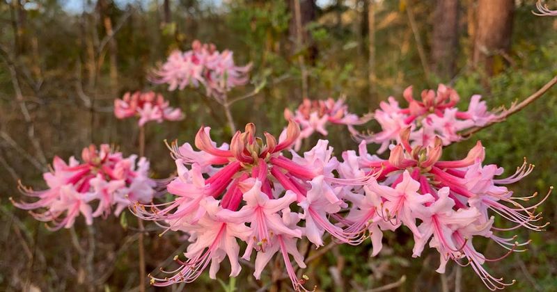 Azalea replaced with wild azalea