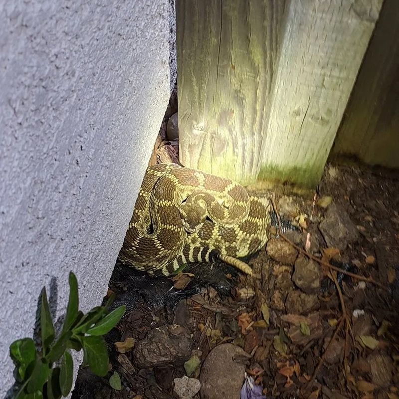 Back away and leave the snake an escape route