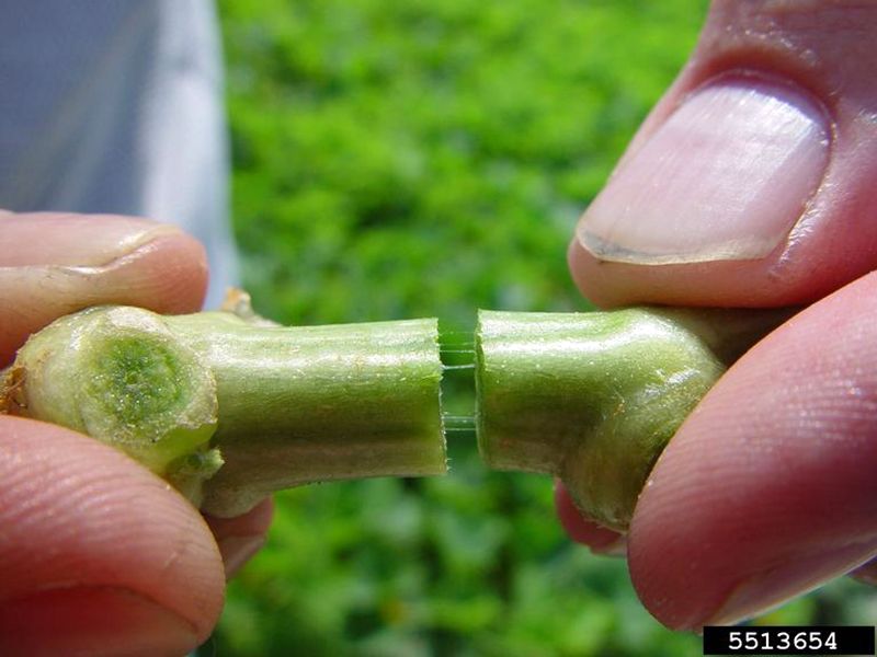 Bacterial wilt blocks water inside the vine