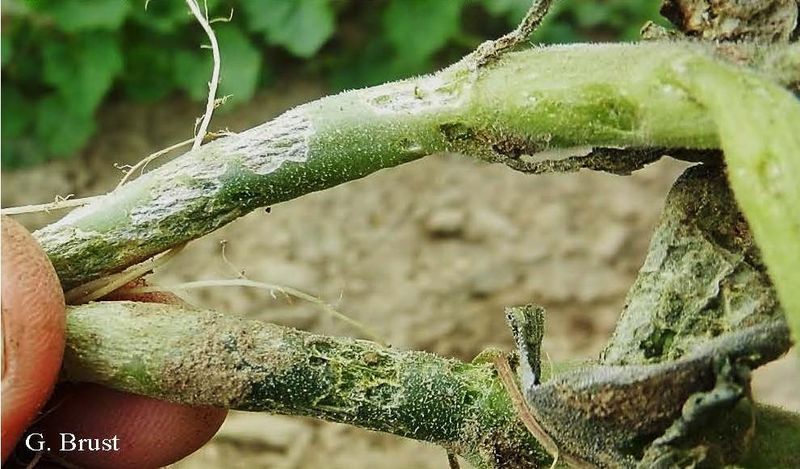 Bacterial wilt deserves first suspicion on cucumber