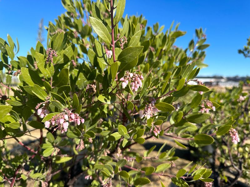 Baker's Manzanita (Arctostaphylos bakeri)