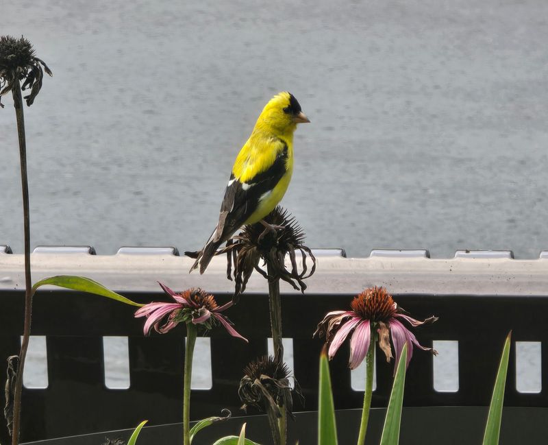 Balance a tidy bed with wildlife value