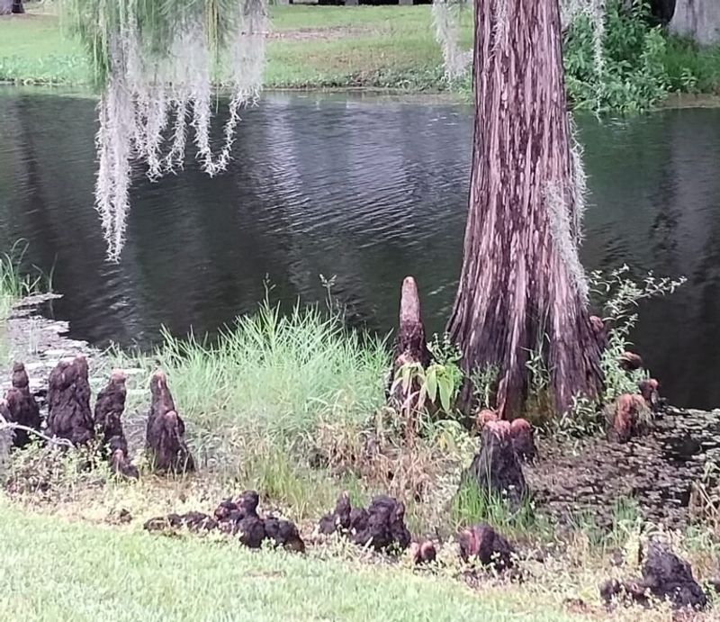 Bald Cypress