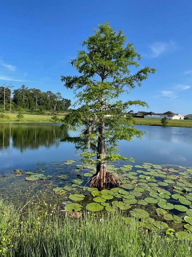 Bald Cypress