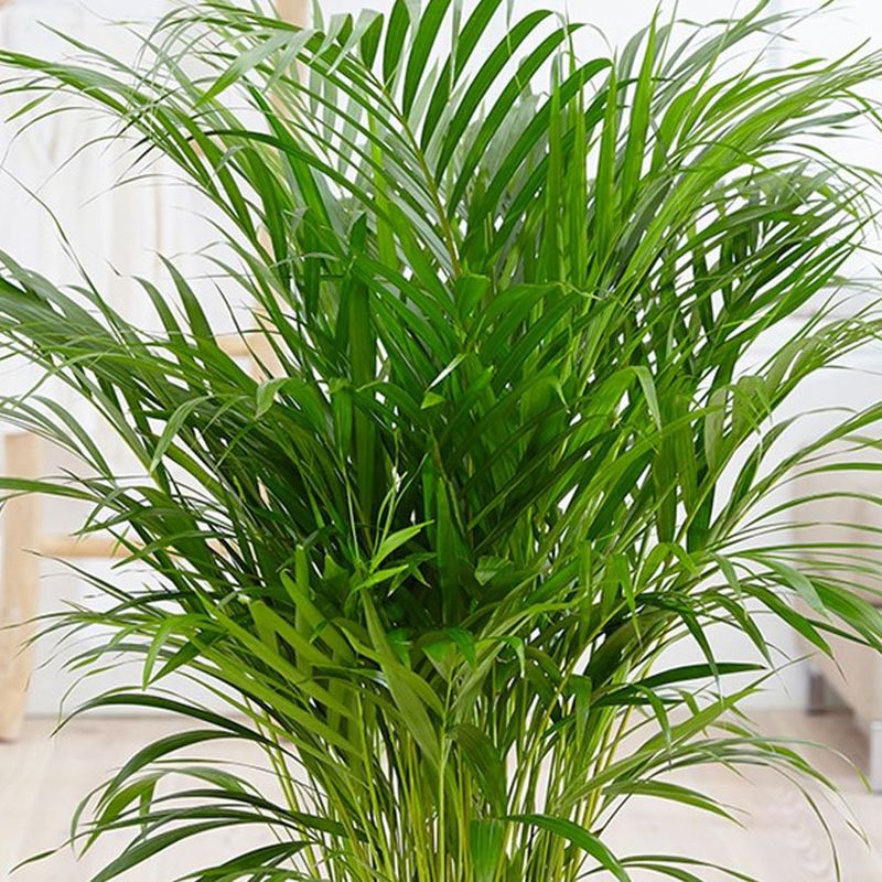 Bamboo Palm
