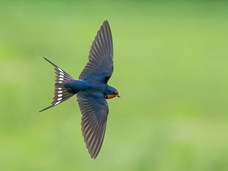 Barn Swallows really do hunt insects in open air Barn Swallows really do hunt insects in open air
