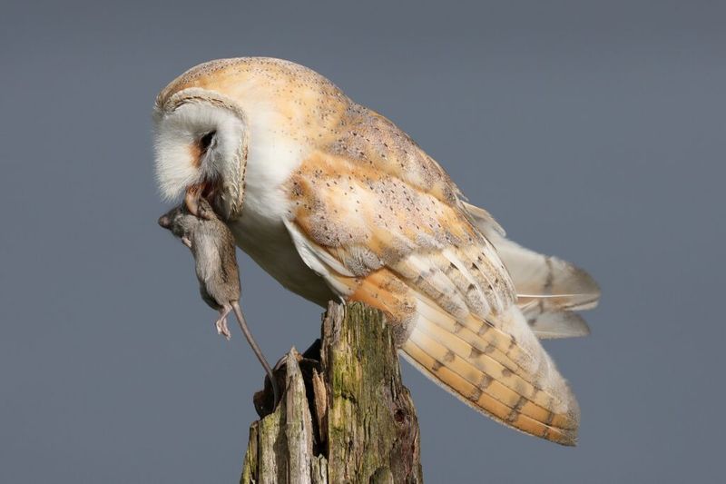 Barn owl diets show potential, not a property-by-property scorecard