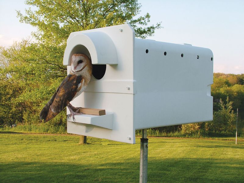 Barn owls can help with rodents—but they are not exterminators