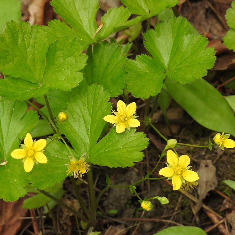 Barren Strawberry (Geum fragarioides)