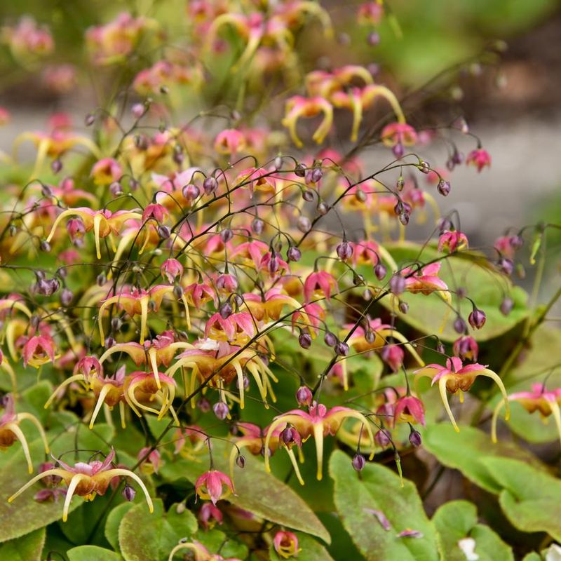 Barrenwort (Epimedium) Barrenwort (Epimedium)