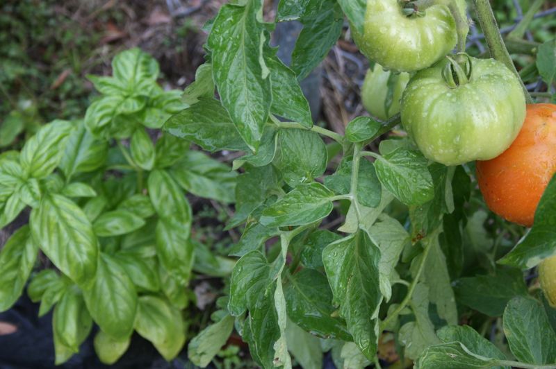 Basil is an optional companion, not a fruit-set cure