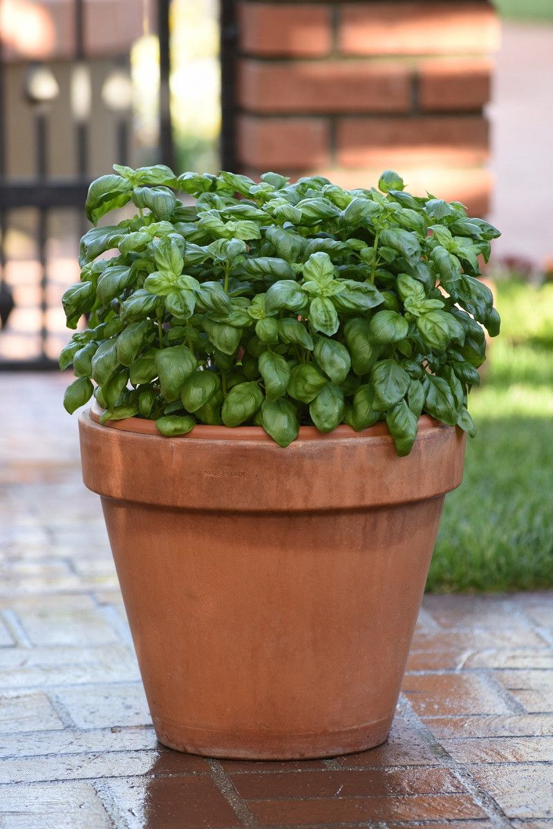 Basil
