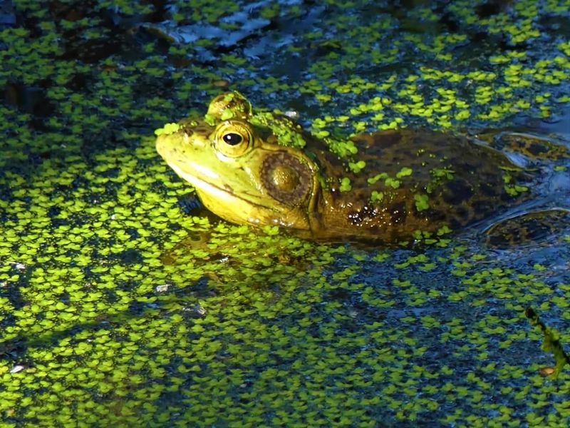 Bass and Frogs in Garden Ponds