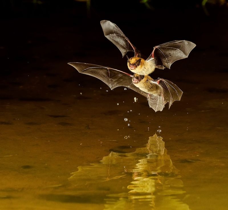 Bats can eat mosquitoes, but they do not guarantee a bite-free patio Bats can eat mosquitoes, but they do not guarantee a bite-free patio