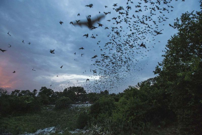 Bats eat many night-flying insects