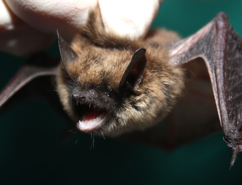 Bats eat mosquitoes, but they do not guarantee a mosquito-free patio Bats eat mosquitoes, but they do not guarantee a mosquito-free patio