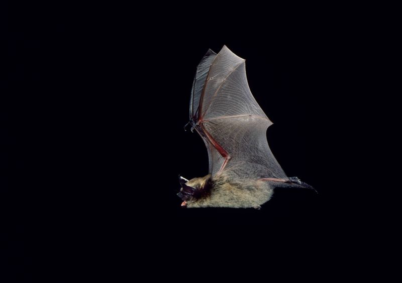 Bats eat mosquitoes, but they do not guarantee fewer bites