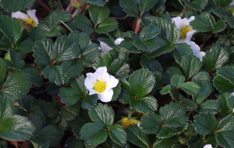 Beach Strawberry (Fragaria chiloensis) Beach Strawberry (Fragaria chiloensis)