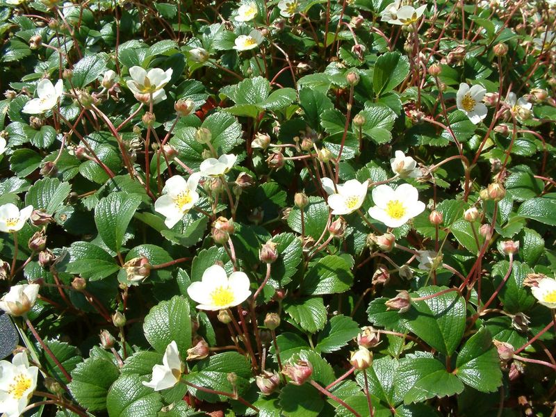 Beach Strawberry (Fragaria chiloensis) Beach Strawberry (Fragaria chiloensis)