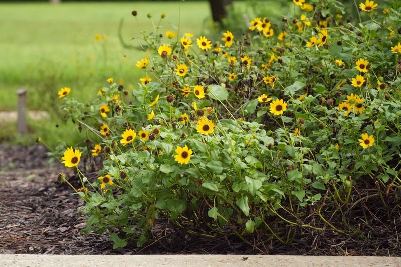 Beach Sunflower
