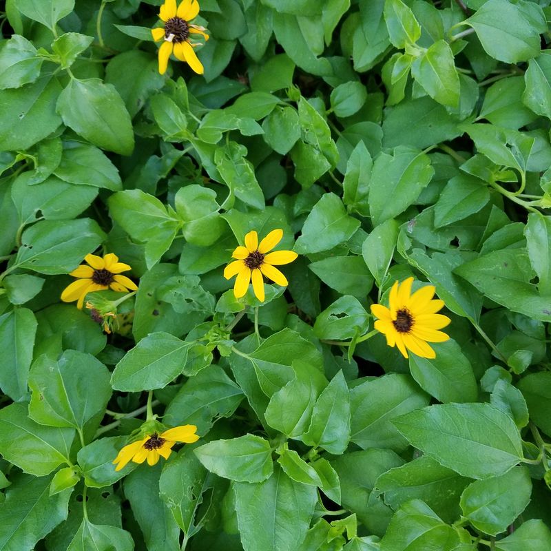 Beach Sunflower