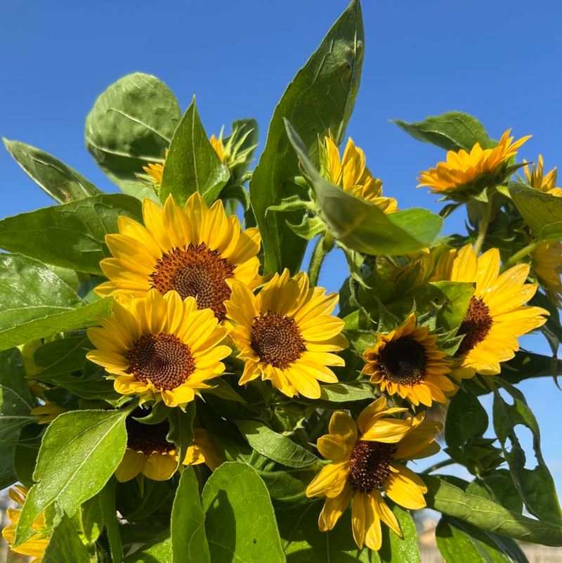 Beach Sunflower