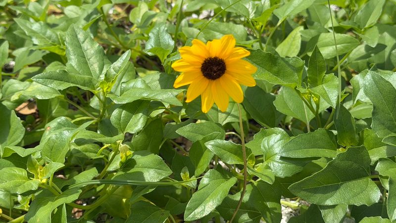 Beach Sunflower