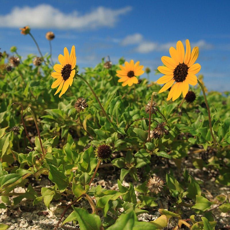 Beach Sunflower Beach Sunflower