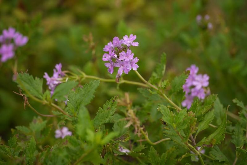 Beach Verbena