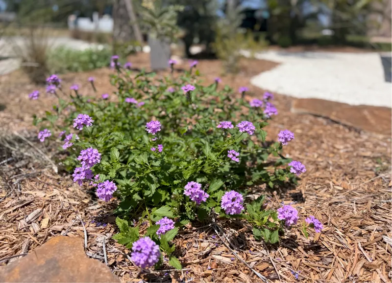 Beach Verbena
