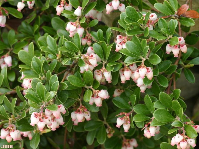 Bearberry Manzanita (Arctostaphylos uva-ursi) Bearberry Manzanita (Arctostaphylos uva-ursi)