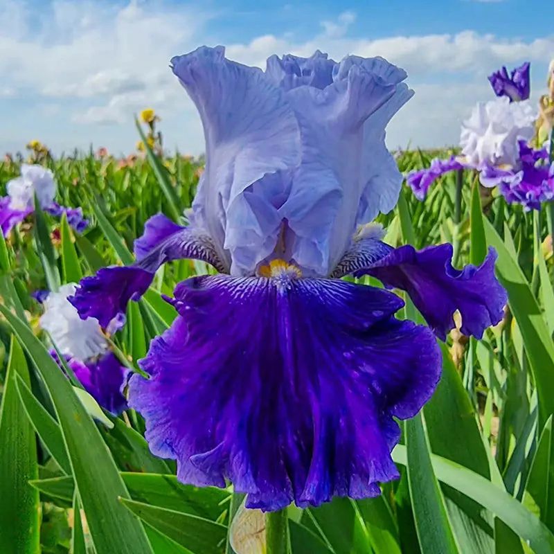 Bearded Iris