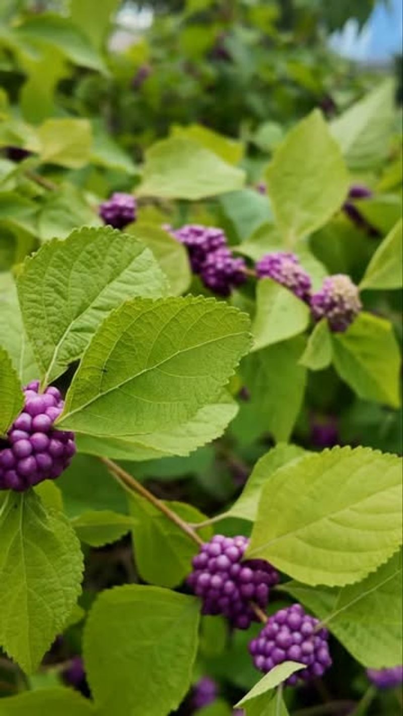 Beautyberry Beautyberry