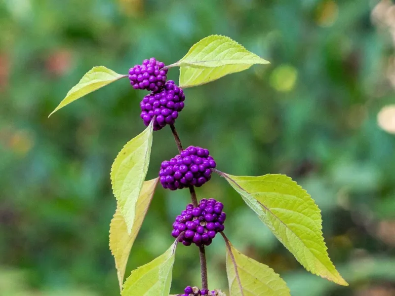 Beautyberry