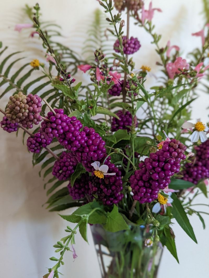 Beautyberry Beautyberry