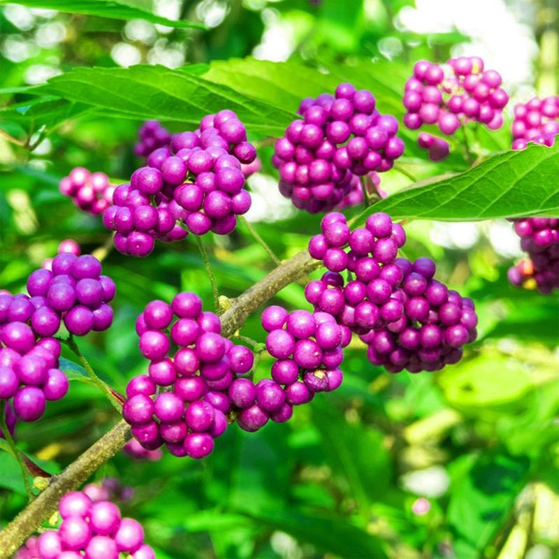 Beautyberry