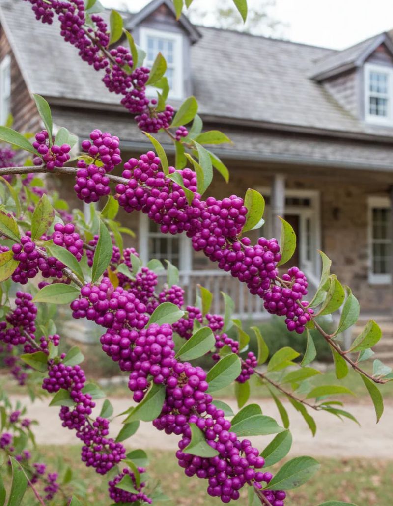 Beautyberry