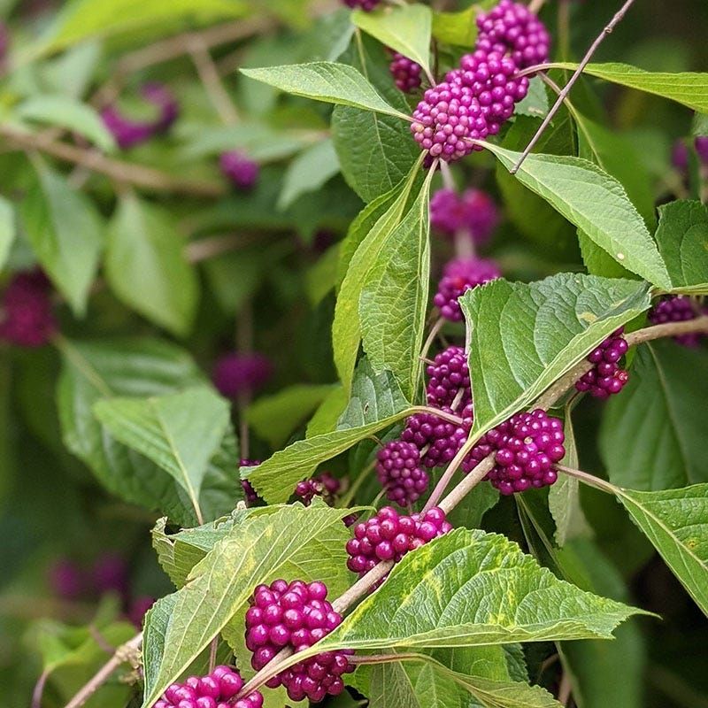 Beautyberry
