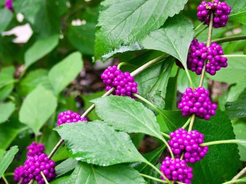 Beautyberry Beautyberry