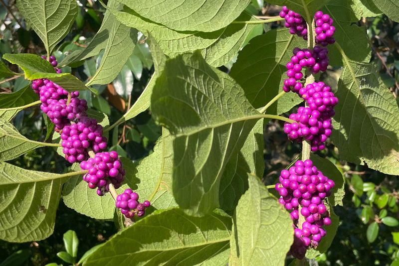Beautyberry Beautyberry