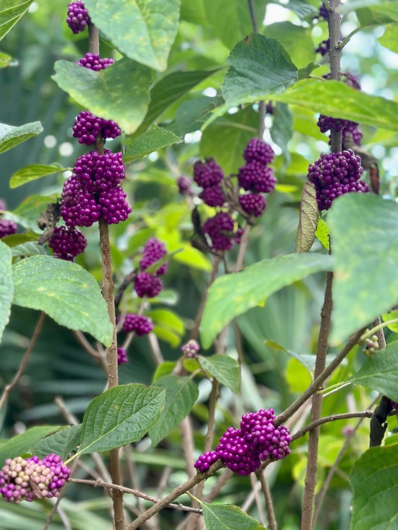 Beautyberry