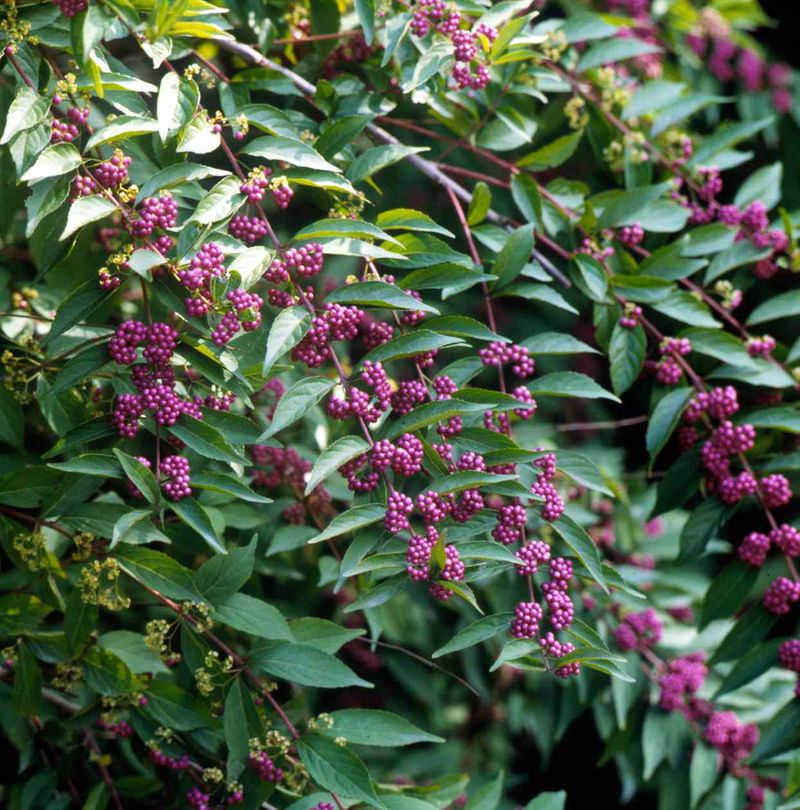 Beautyberry belongs beside the managed edge Beautyberry belongs beside the managed edge