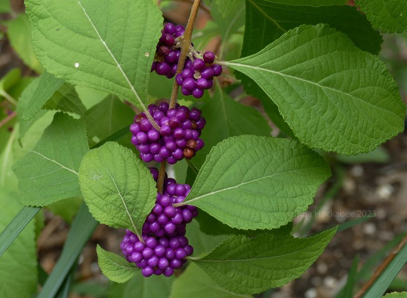 Beautyberry